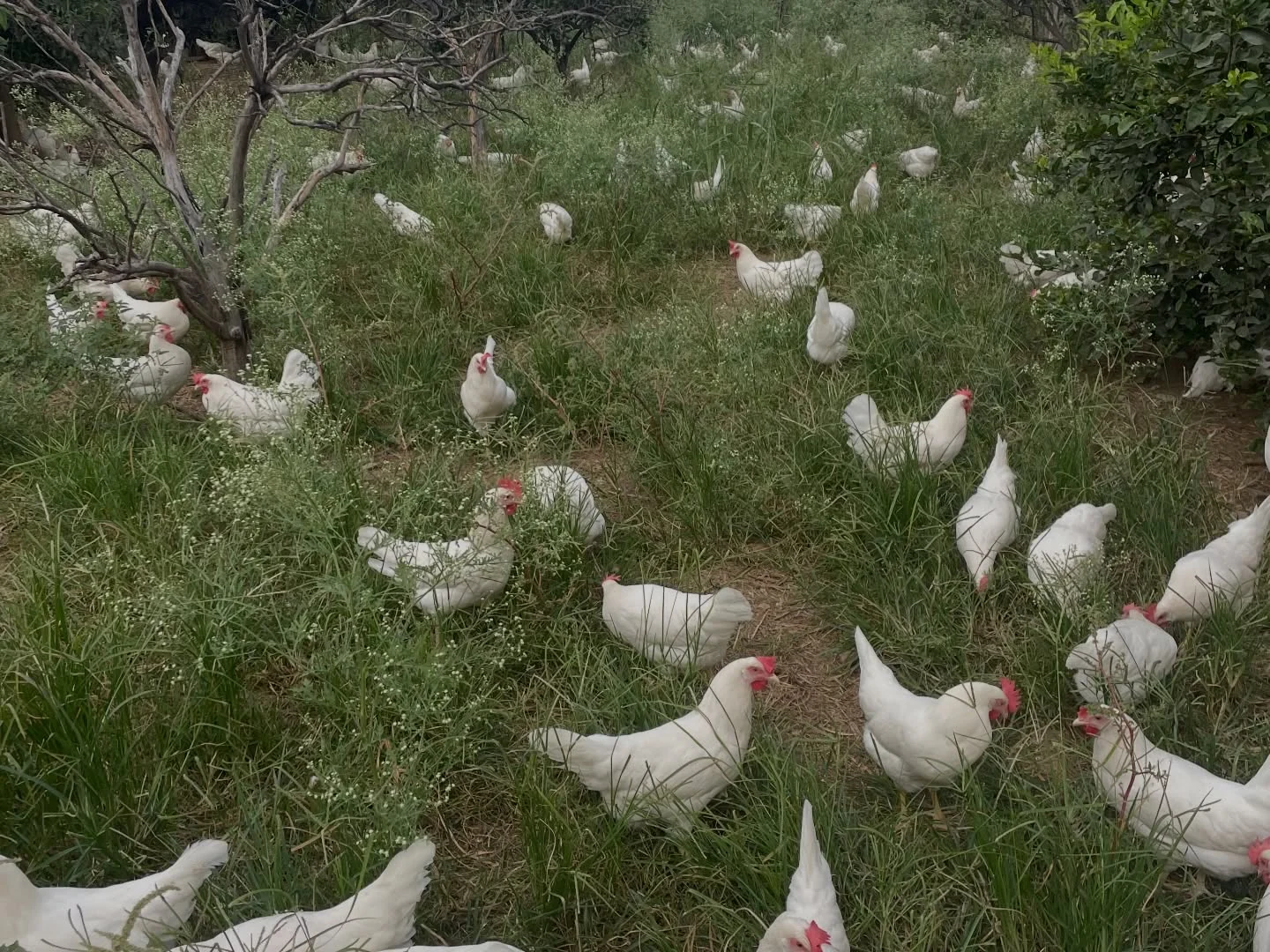 Galinhas brancas ciscando soltas no pasto